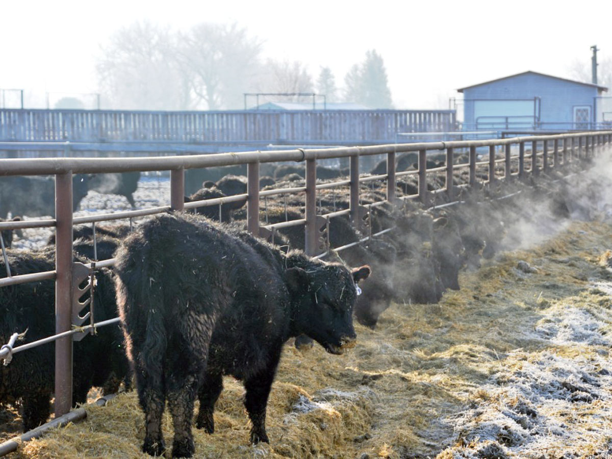 Vaughn Ranch Cattle Feedlot For Sale